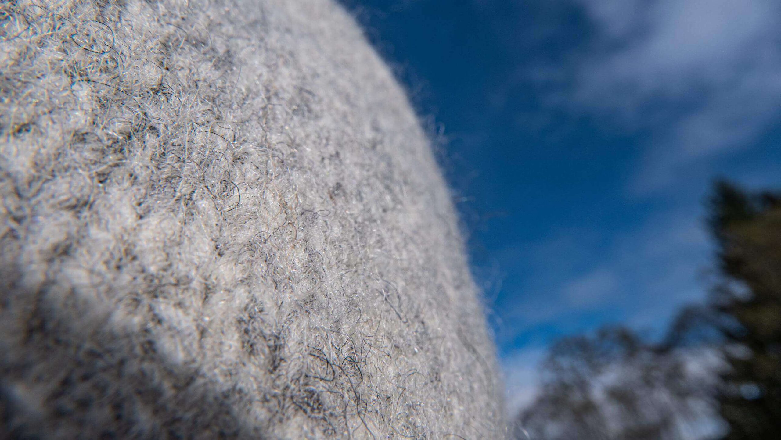 Vlněná zimní čepice Dachstein - Obrázek 6